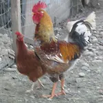 Alojamento de Turismo Rural Stefflhof *