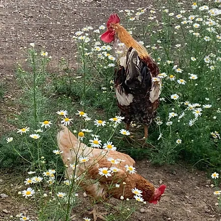 Séjour à la ferme Stefflhof Gabersdorf