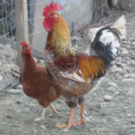 Séjour à la ferme Stefflhof *