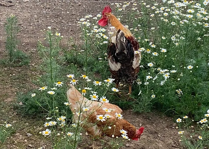 مزرعة للإقامة Stefflhof Gabersdorf