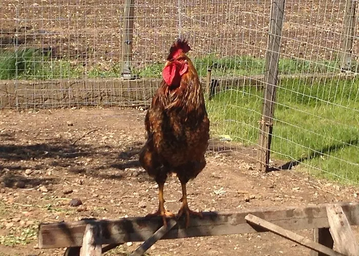 Stefflhof Gabersdorf