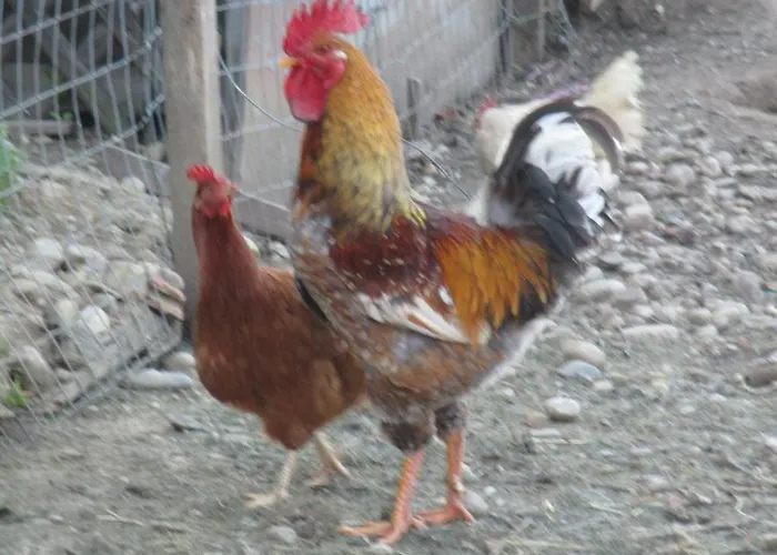 Farmház Stefflhof *